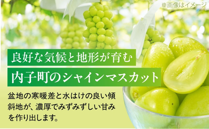 シャインマスカット しゃいんますかっと シャイン マスカット ますかっと 3～5房 約2kg  皮ごと 葡萄 ブドウ