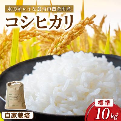 ふるさと納税 倉吉市 コシヒカリ 10kg(標準)令和7年産 新米 お米 こしひかり コシヒカリ ご飯