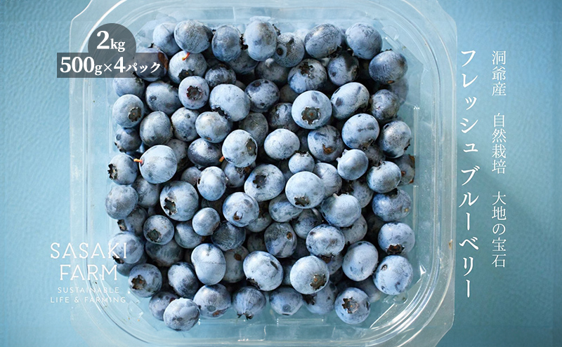 北海道 洞爺湖町産 フレッシュ ブルーベリー 500g 4パック 計2kg 7月20日から順次お届け お届け 北海道産 ブルーベリー 果物 果実 フルーツ 新鮮 国産 ベリー 農作物 お取り寄せ 冷凍 長期 保存 送料無料