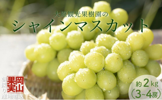 【2025年先行予約】［大原観光果樹園］シャインマスカット 3～4房（約2kg）化粧箱入り