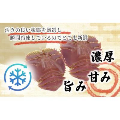 ふるさと納税 東洋町 活き〆ウチワエビ　小500gセット(6〜7尾)天然高知県産!刺身OK!　誰でも簡単調理説明書付き! |  | 02