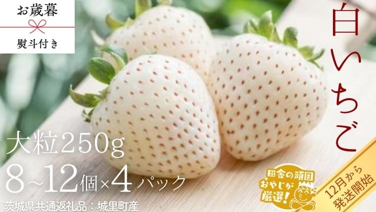 【 お歳暮 熨斗付 】白いちご大粒 250g（8～12粒）×4パック【2025年12月から発送開始】（茨城県共通返礼品 [いちご]：城里町産） いちご 苺 イチゴ 白いちご [BI374-NT]