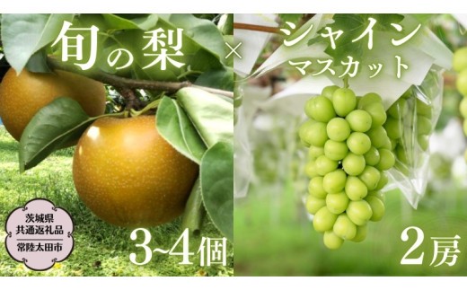 
                  茨城県産 「 シャインマスカット ２房 」と「旬の 梨 」 詰め合わせ 約 3kg 【茨城県共通返礼品／常陸太田市】 桧山果樹園 農家直送 桧山果樹園 農家直送 フルーツ  甘い 直送 茨城 限定 ギフト ぶどう シャインマスカット 旬 梨 秀玉 恵水 秋月 詰め合わせ 食べ比べ 果物 [DU012sa]
                
