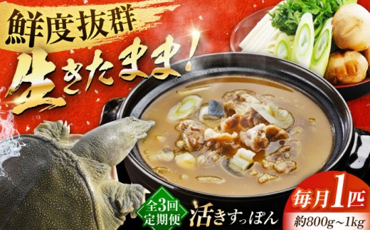 【全3回定期便】最高級食材！生きたまま届く！活きすっぽん 1匹｜鍋 すっぽん 活きすっぽん 生きすっぽん 国産すっぽん 活魚 珍味 すっぽん鍋 すっぽん料理 高級食材 冬鍋 スタミナ料理 コラーゲン料理 だし用 旨み 鍋食材 家庭用 すっぽんスープ 鼈 スッポン スッポン肉 鍋料理 濃厚 グルメ リピート ギフト 人気 おすすめ 高品質 好評 広島県産 江田島市/平井興産株式会社[XAC007]