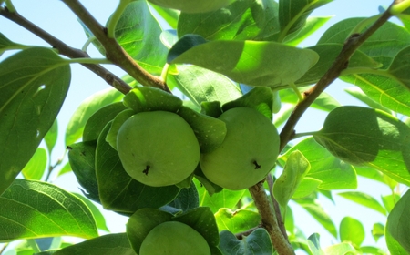 令和7年産 [定期便] 2種食べ比べ 約3kg 太秋柿 陽豊柿 富有柿 2L ～ 3Lサイズ 各5-6個 入り《11月上旬より収穫でき次第発送 》かき お楽しみ フルーツ カキ 果物 くだもの 産地直