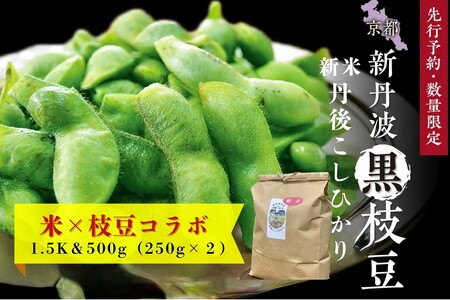 【先行予約】新丹波黒枝豆（250g×2）＆令和8年産 特別栽培米 丹後こしひかり 白米1.5kgセット 枝豆