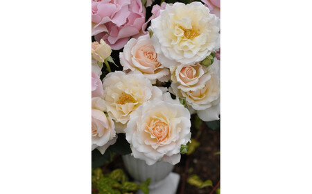 【先行受付】バラ鉢苗　シュシュ【2026年4月下旬より発送】河本バラ園