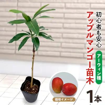 アップルマンゴー苗木1本(アーウィン種)2026年発送 アップル マンゴー 苗 お祝い アーウィン種 アーウィン 苗木 果物 果実 育てやすい インテリア 鉢植え 観葉植物 植物 観賞用 グリーン ギフト 贈り物 プレゼント 沖縄