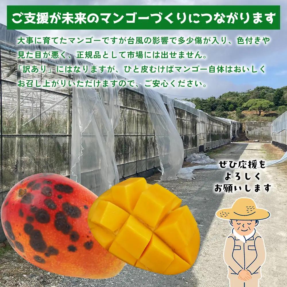【災害支援】訳あり アップルマンゴー約2kg（3～5玉）【2026年発送】 家庭用 台風 沖縄 甘味 糖度 濃厚 美味しい 被害 おいしい お得 とろける甘さ 香り アーウィン 果汁 コスパ 箱入り 