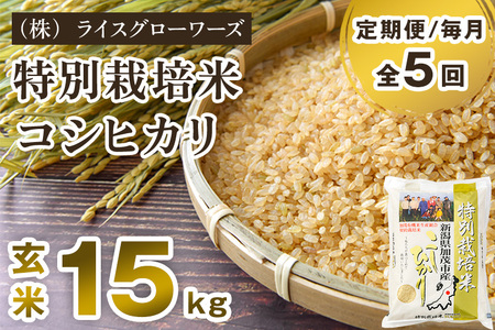 【令和8年産新米先行予約】【定期便5ヶ月毎月お届け】新潟県加茂市産 特別栽培米コシヒカリ 玄米15kg（5kg×3）《10月上旬～順次出荷》 従来品種コシヒカリ （株）ライスグローワーズ