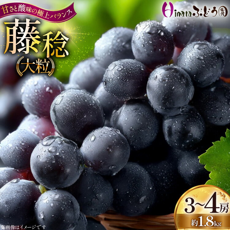 【ふるさと納税】 【期間限定発送】 ぶどう 大粒ぶどう 藤稔 3～4房 約 1.8kg [Hinataぶどう園 山形県 高畠町 tk06ayt190010] ぶどう ブドウ 葡萄 ふじみのり 大粒 種なし くだもの 果物 フルーツ 産地直送 農家直送