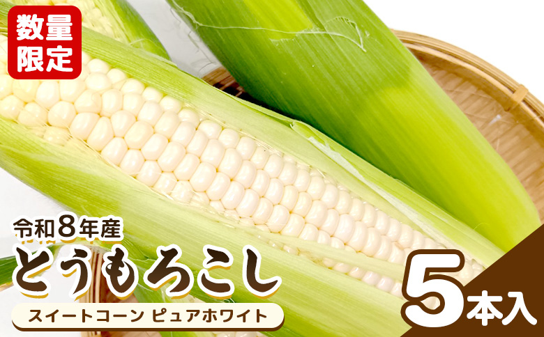 ★令和8年産予約開始★数量限定！ とうもろこし スイートコーン ピュアホワイト 5本入【06168】