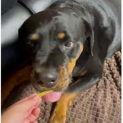 ふるさと納税 茨城県 茨城県産ほしいもの未利用部分を使用した犬の無添加おやつ(トッピングタイプ30g×8袋) |  | 02