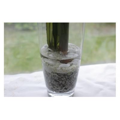 ふるさと納税 北上市 【空気をきれいにする】水の中のアマリリス |  | 01