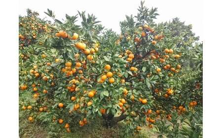 クレメンティンジュース 720ml 2本セット （家庭用） 【2026年2月上旬～9月下旬発送予定】 みかん 柑橘 フルーツ ジュース 早津みかん園 佐賀県 太良町 ND13x1-2