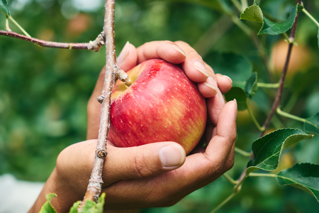 りんごクラフトビール よってってシードル 330ml 6本セット