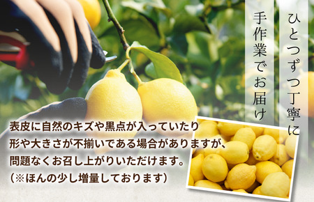 【有機】せとうちレモン　今治産　5kg【K002330KG5】