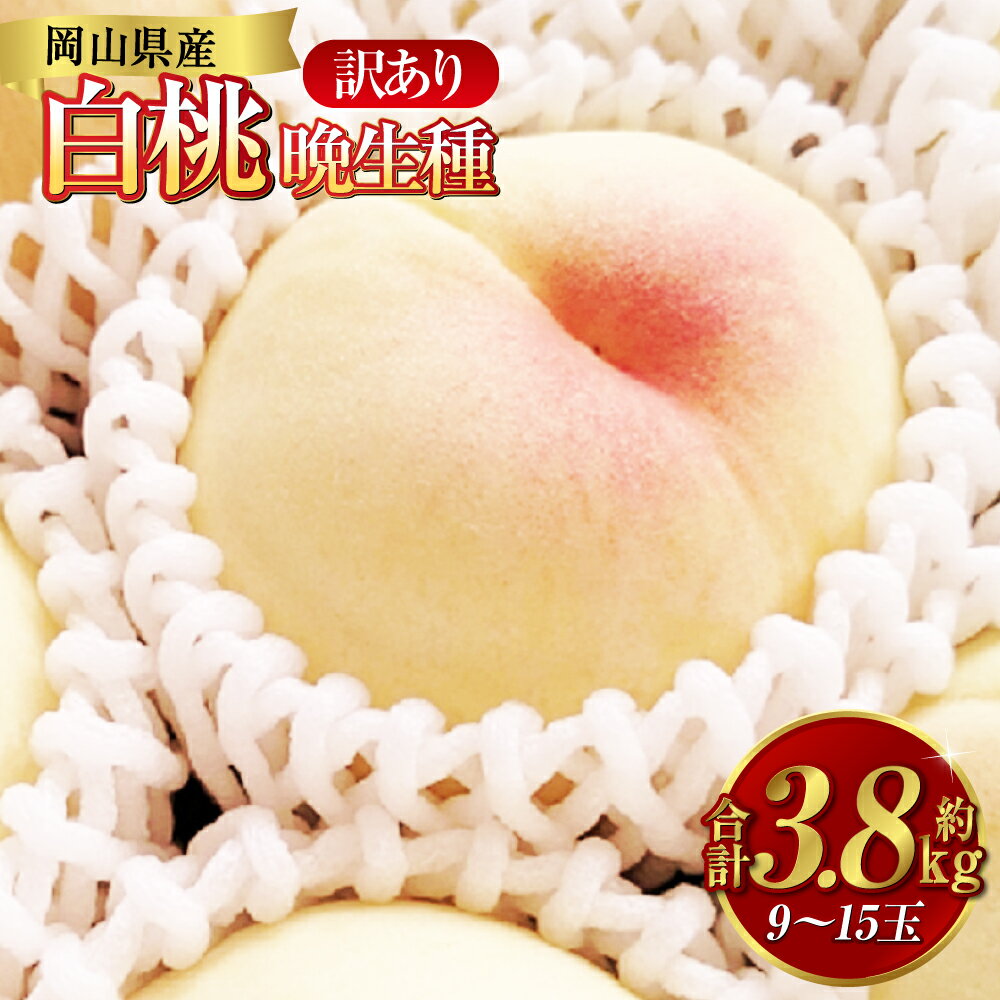【ふるさと納税】桃 2025年 先行予約 訳あり 白桃 約3.8kg（9～15玉）晩生種 もも モモ 岡山県 倉敷市 産 国産 フルーツ 果物 花田青果　果物・もも・桃・フルーツ　2025年7月下旬～9月下旬発送予定 楽天スーパーSALE 9月開催