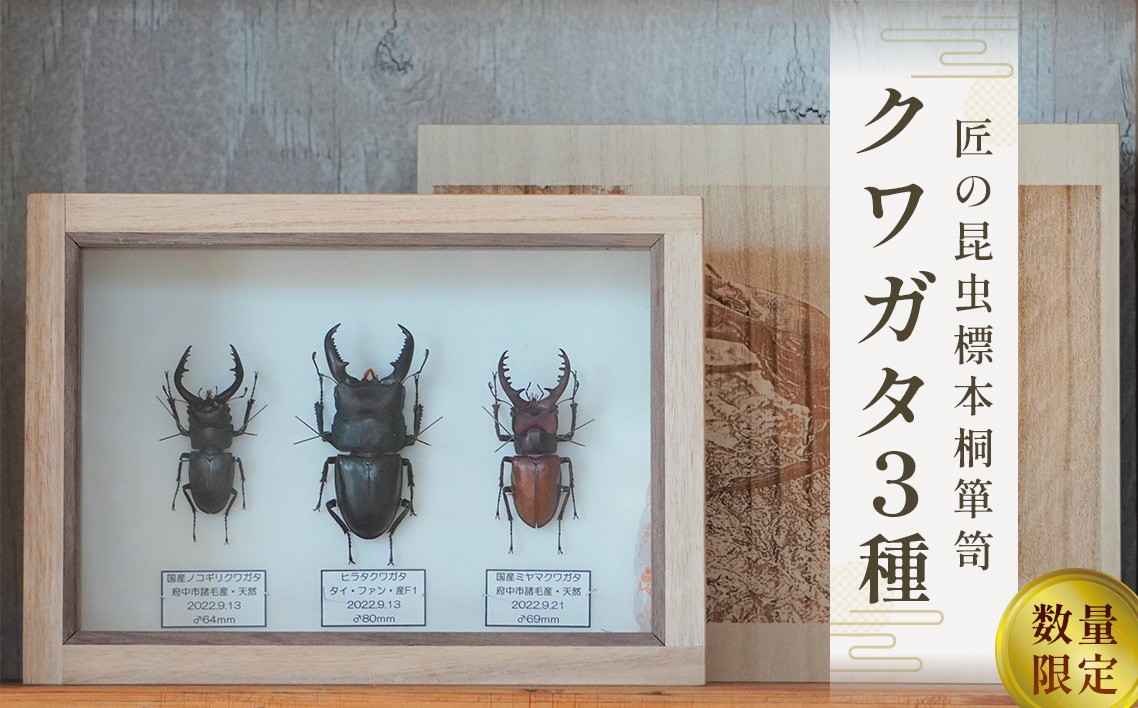 
                  【数量限定】匠の昆虫標本桐箪笥「クワガタ3種」 ／ 標本箱 伝統工芸 レーザー加工 広島県 特産品 No.576
                