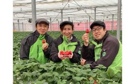 いちご やよい姫  300g×2パック | イチゴ いちご 横瀬町
