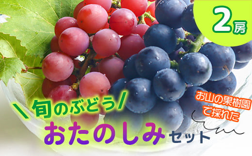 
★2024年収穫★旬のぶどう おたのしみセット２房（森本果樹園）
