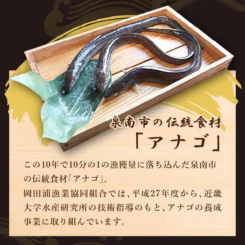 近畿大学×岡田浦漁協『泉南あなご』4尾入り！【058D-003】