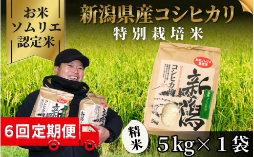 【先行予約】【令和8年産】〈6回定期便〉【お米ソムリエのお米】 特別栽培米コシヒカリ 精米 5kg（5kg×1袋） 新潟県 五泉市 エバーグリーン農場