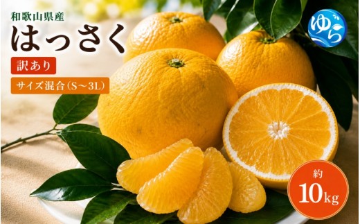 和歌山由良町産 はっさく 約10kg サイズ混合 【訳あり ご家庭用 キズあり】/ 八朔 柑橘 果物 くだもの フルーツ ※2027年2月下旬～4月中旬に順次発送【sml022-c-10】