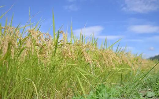 ≪2026年9月発送≫ 令和7年度 山形県産 はえぬき 20kg(5kg×4) 精米 白米 お米 米 米米 新米 ご飯 ごはん ブランド米 銘柄米 2025年産 令和7年度産 家庭用 自宅用 贈答用 
