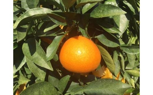 【11月中旬から発送】 紅まどんな＜JA正規化粧箱入り＞約3kg 紅まどんな みかん 贈答 ギフト プレゼント 高級 柑橘 松山 愛媛県 ベニマドンナ 愛媛県産紅まどんな フルーツ 果物 柑橘 みかん