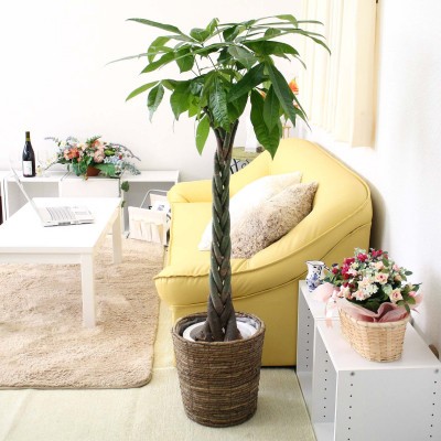 
                  【観葉植物】パキラ 8号 ブラウンバスケット鉢カバー 土の表面:ウッドチップ 【観葉植物 インテリア 部屋 おしゃれ 福岡県 筑前町 送料無料 AG028】
                