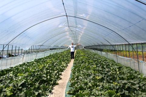 大玉「日原メロン（キング種）」（2.0kg相当×1玉 北海道産）カラー化粧箱入り