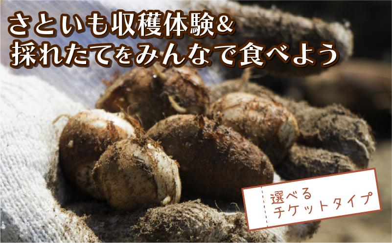 
            さといも堀り ＆ 採れたて試食会 体験 地元シェフ と 採れたて 野菜 をみんなで食べよう こども 親子 沼津 戸田  実季楽農園 【海と山に育まれた 戸田 の恵を掘り起こそう】  収穫 収穫体験 さといも 掘り 体験 試食 観光 静岡 沼津
          