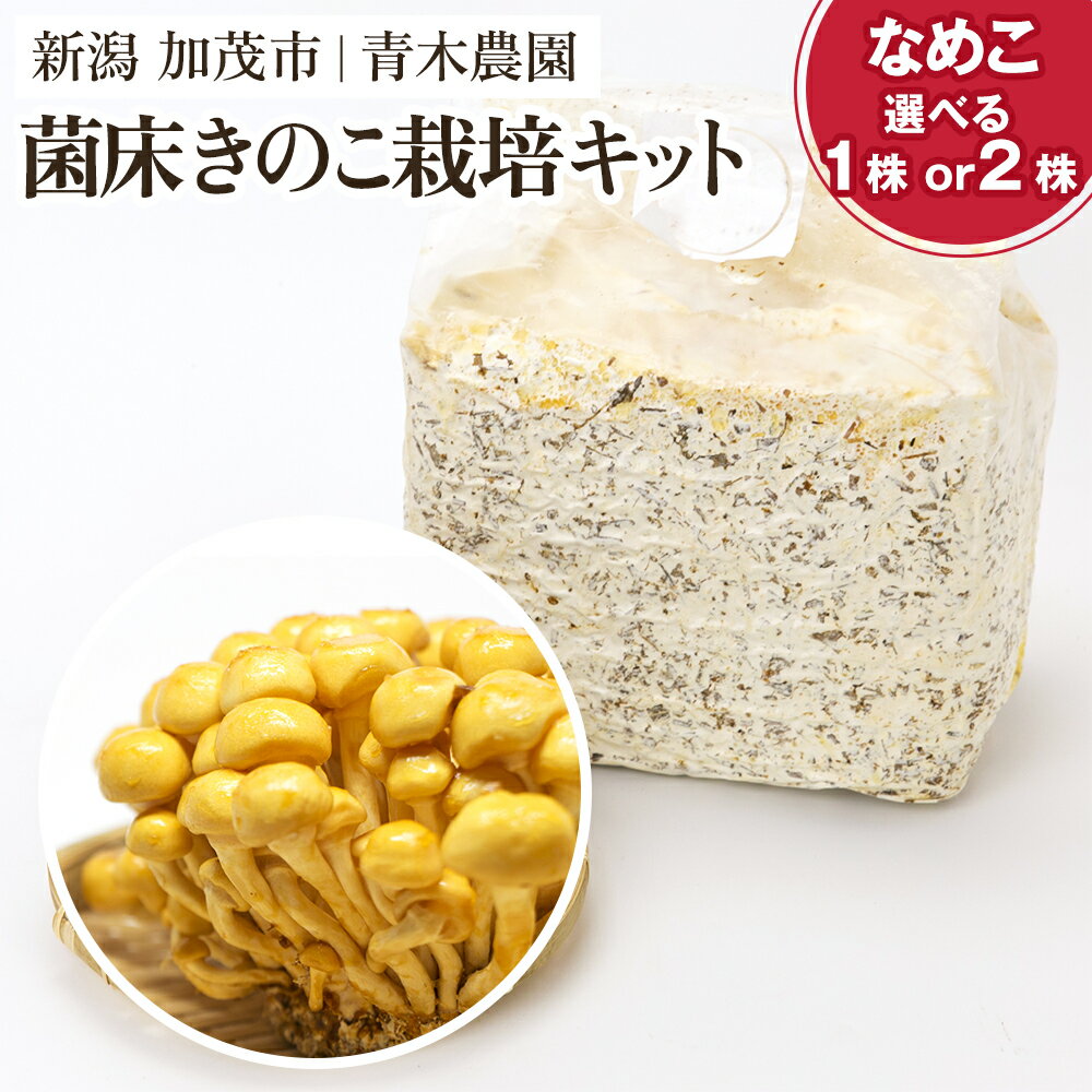 【ふるさと納税】【2025年先行予約】菌床きのこ栽培キット なめこ 選べる株数「1株入り」or「2株入り」 《10月上旬から順次発送》 栽培キット 自家栽培 きのこ なめこ 栽培 初心者でも簡単 自宅 菌床 加茂市 青木農園