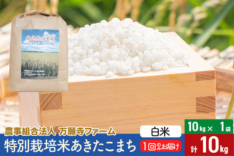 
            【白米】令和6年産 特別栽培米あきたこまち 10kg（10kg×1袋）
          