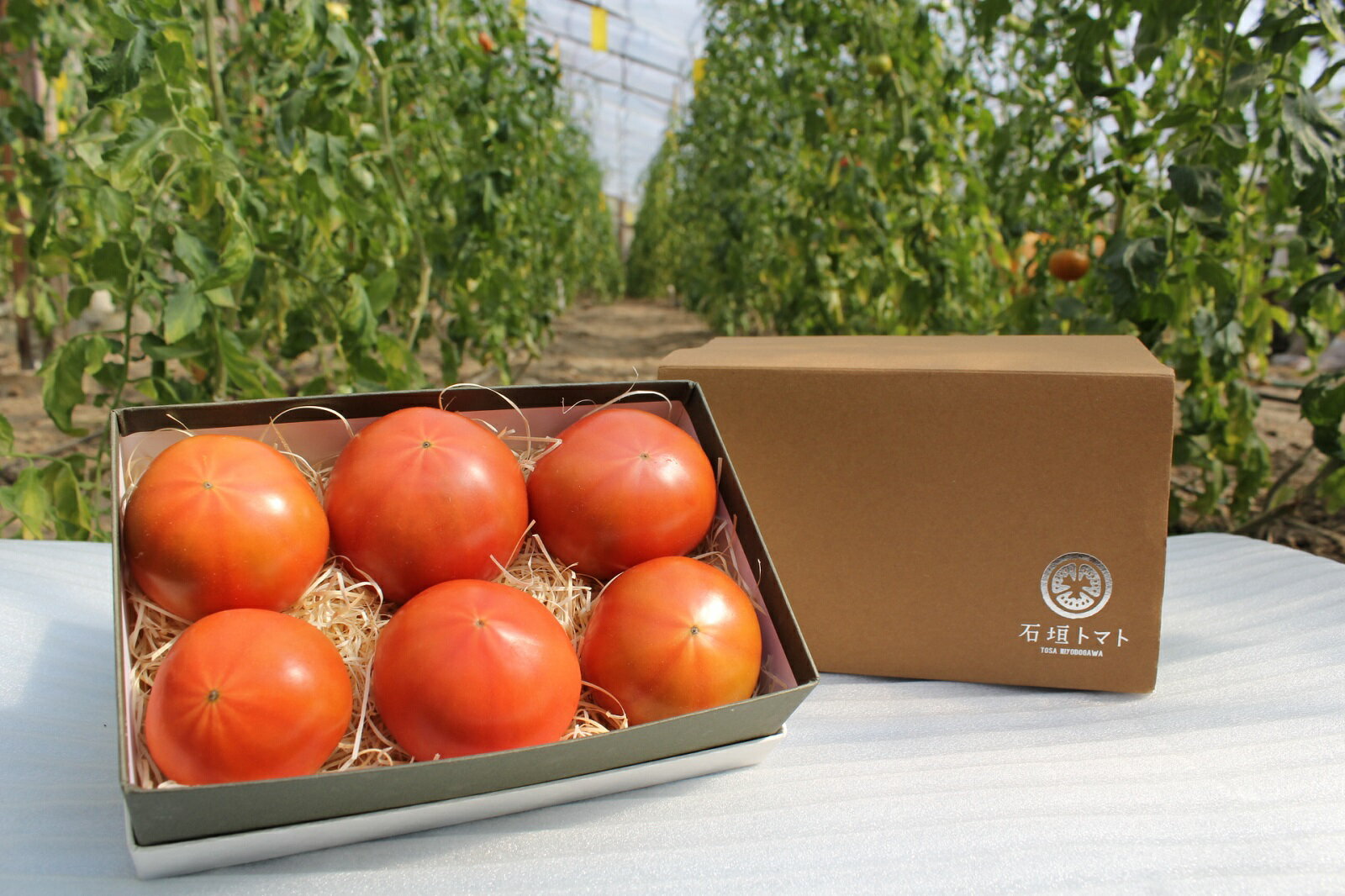 【ふるさと納税】石垣トマト Aランク 2箱セット (計12個) 令和8年4月以降発送 先行予約 高知県 仁淀川町 仁淀ブルー 清流 段々畑 フルーツトマト 高糖度 完熟 濃厚 希少 限定生産 伝統農法 蓄熱 産地直送 野菜 ギフト 贈答 贈り物 とまと 旬 お取り寄せ グルメ 高知 贅沢