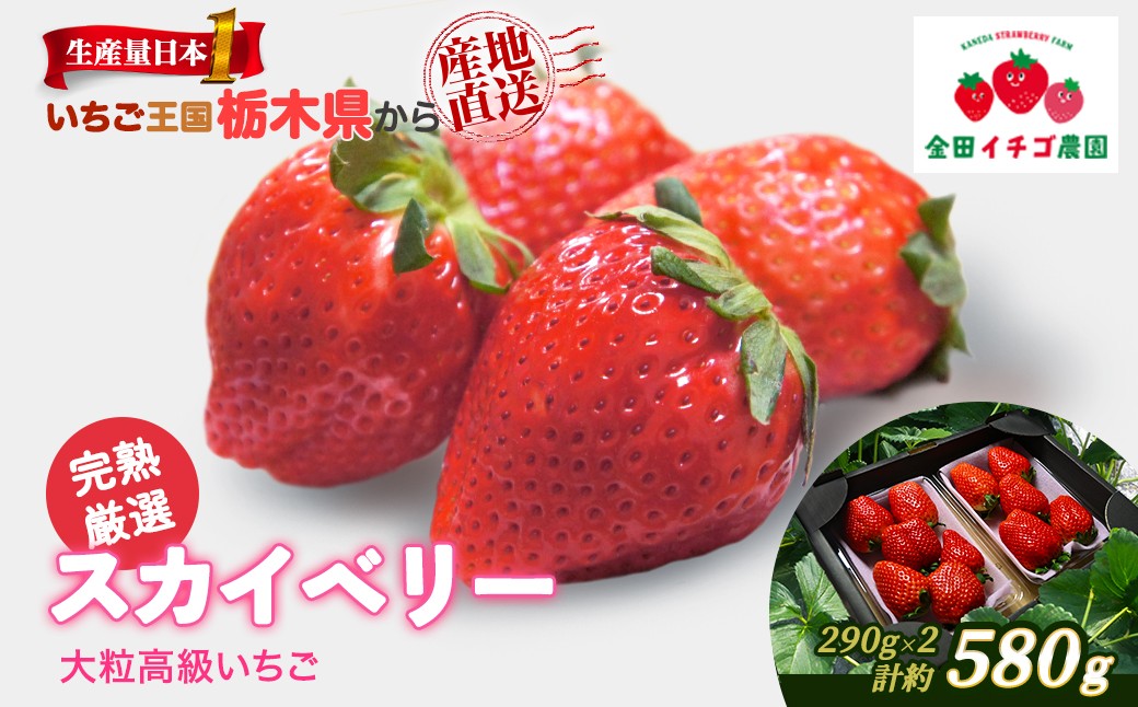 
                  【数量限定】高級いちご 完熟スカイベリー2パック 580g | いちご イチゴ 苺 大粒 大きい 赤い 甘い ジューシー 高級 評判 新鮮 フルーツ 果物 スイーツ ジャム アレンジ 好評 人気 アフター対応あり 生産量 日本一 栃木県産 上品 糖度 食べ比べ 産地直送 贈答品 プレミアム 特産品 ストロベリー 宇都宮市 ※2026年12月～発送
                