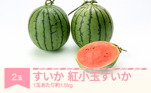 
            【先行予約】すいか 紅小玉すいか 秀品  2玉 愛娘さくら ピノガール  令和8年産 2026年産 スイカ 果物 ※沖縄・離島への配送不可 no-subkx2
          