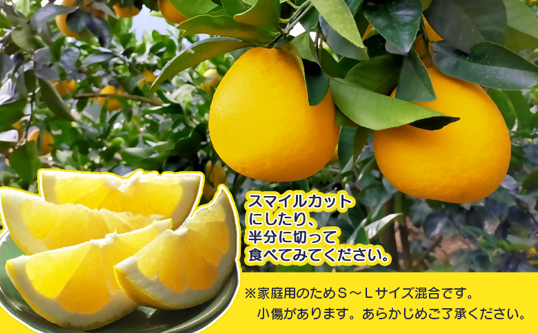 先行予約受付＜天晴晩柑（河内晩柑）家庭用 約1.2kg＋300g＞『2026年4月上旬～5月下旬迄に順次出荷予定』感謝企画 訳アリ 訳あり 果物 柑橘 みかん 和製 グレープフルーツ 食べて応援 特産