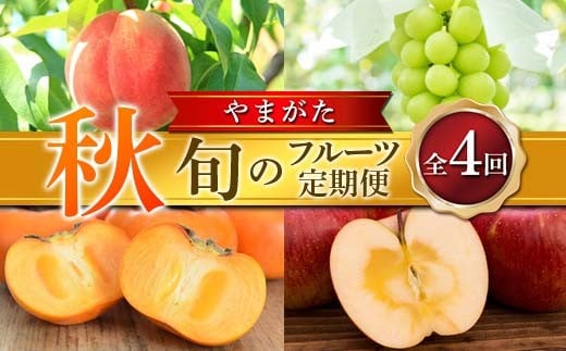 ≪2026年先行予約≫ 全4回やまがた 「秋」 旬のフルーツ定期便  もも モモ 桃 デザート フルーツ 果物 くだもの 果実 食品 山形県 FSY-2664