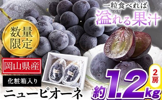 
										
										【令和6年度先行予約】秀品 ニューピオーネ 約1.2kg 2房 《9月中旬～11月上旬頃に出荷予定(土日祝除く)》 葡萄 果物 秀品 スイーツ フルーツ デザート 岡山県矢掛町---ofn_cspio_g911_22_22000_1200g---
									