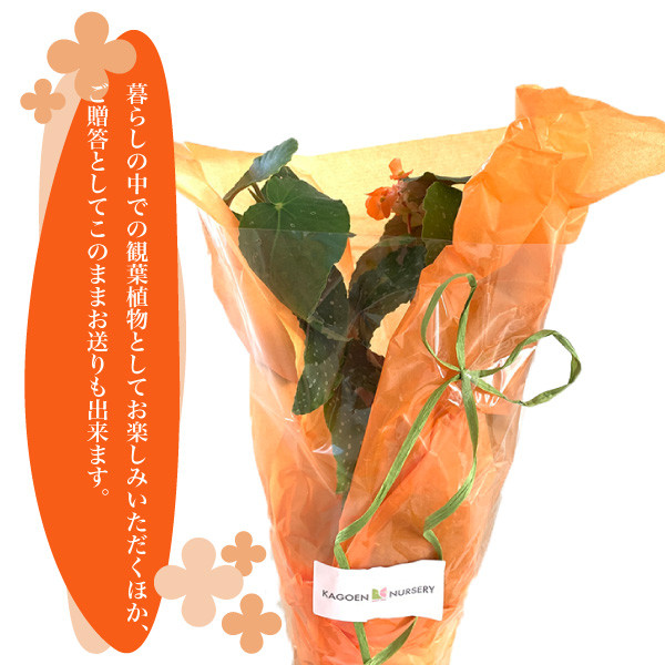 贈答用としてもおすすめです
