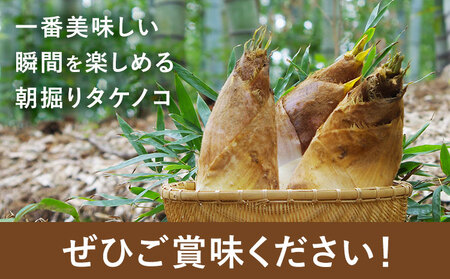 筍 朝掘りタケノコ 約4kg(3-9本) 株式会社GGYパッケージ《2026年4月上旬-4月下旬頃出荷》熊本県 菊池市 たけのこご飯 土佐煮 五目煮 チンジャオロース 野菜 国産 新鮮 旬 春 送料無