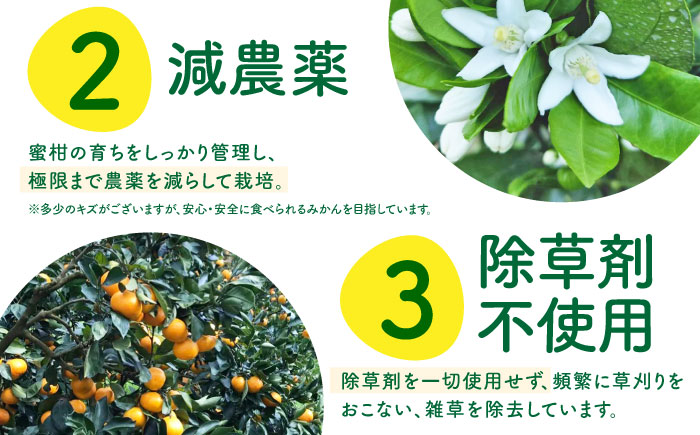 【2026年1月～発送】青島 温州みかん 10kg / みかん ミカン 蜜柑 甘い フルーツ 果物 / 南島原市 / 蜜柑屋まつお [SCQ003]