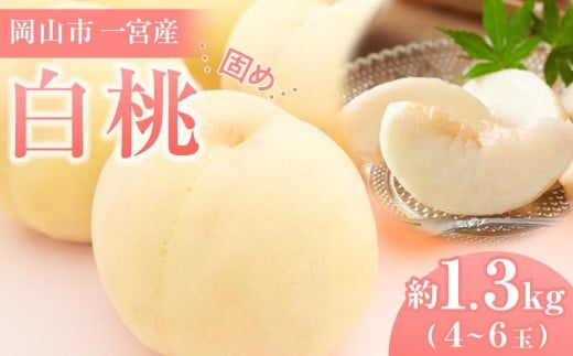 固めの 桃 2026年  ご家庭用 岡山市一宮産 白桃（晩生種）約1.3kg 4～6玉 犬塚農園【家庭用 白桃 桃 もも はくとう 果物 果汁 フルーツ 岡山市 岡山県産 岡山県 おすすめ 人気 新鮮 先行予約】