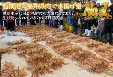 【産地直送】先行予約！　福井冬の味覚！越前がに（900～1kg）× 3杯　2024年11月15日以降発送