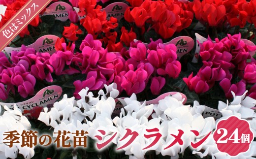 季節の花苗 ガーデンシクラメン 24個セット ／ガーデンシクラメン 花苗 24個セット 3号ポット ミックスカラー 赤 ピンク 白 冬 花壇 ガーデニング 寄せ植え プランター 地植え 通年 No.149