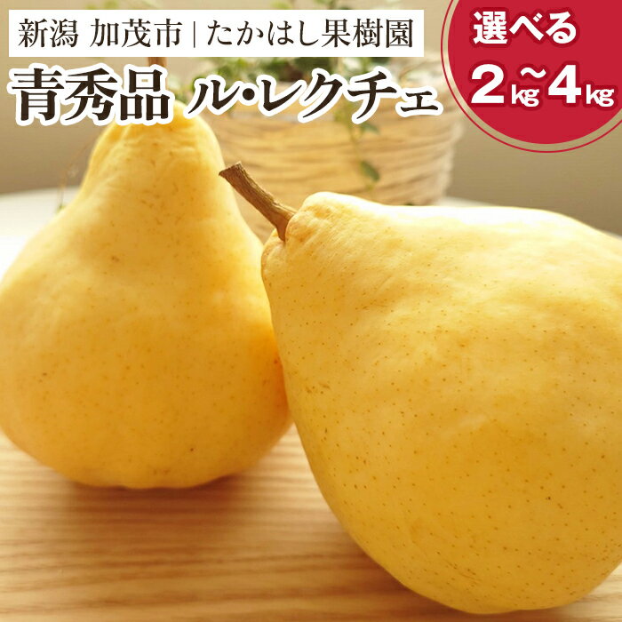 【ふるさと納税】 【2025年先行予約】 たかはし果樹園 謹製 新潟特産 幻の洋梨ル・レクチェ 青秀品 「約2kg」or「約3kg」or「約4kg」 《11月下旬以降配送》 果物 フルーツギフト 冬の味覚 産地直送加茂市 たかはし果樹園