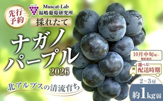 【先行予約】C　2026　ナガノパープル　2房～3房　約1キロ弱　長野県産【2026年10月中旬頃～順次発送予定】国際特許有機肥料栽培