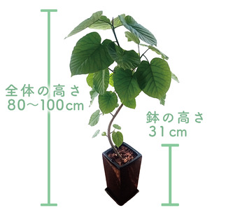 2026年5月中旬～発送 観葉植物 フィカス・ウンべラータ 80cm～100cm 陶器鉢 T&P 045-1455 観葉植物